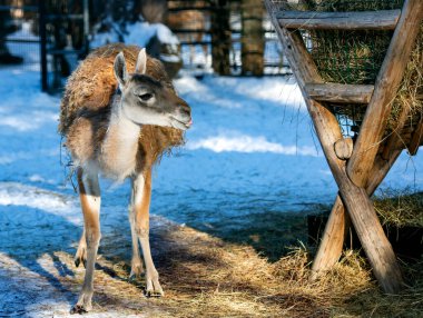Alpaka ya da lama yavrusu kışın güneşli bir günde taze saman yiyor.