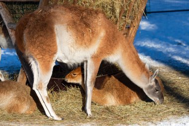 Alpaka ya da lama yavrusu annesinin arkasına saklanır ve güneşli bir kış gününde samanların üzerinde yatar.