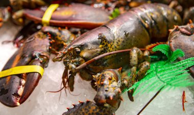 İspanya, Barcelona 'daki Boqueria pazarında buzda satılık taze deniz ıstakozları. Deniz ürünleri konsepti.
