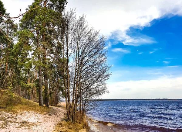 Vista Panorámica Del Bosque Pinos Orilla Hermoso Lago Kisezers Riga —  Fotos de Stock