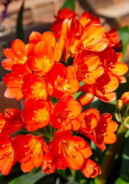 Amaryllis Red Pearl Pianta Con Grandi Fiori Rossi Cremisi Vellutati — Foto Stock