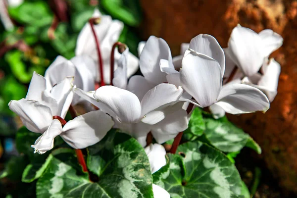 庭の白い開花シクラメン ペリカム アルバ — ストック写真