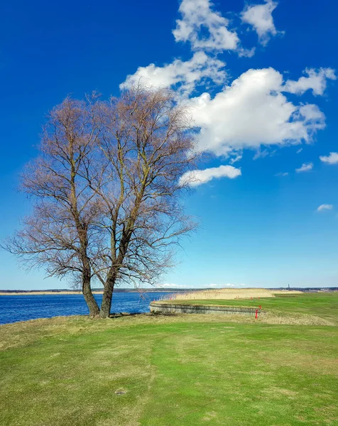 Osamělý Strom Březích Krásného Jezera Kisezers Pozadí Jasně Modré Oblohy — Stock fotografie