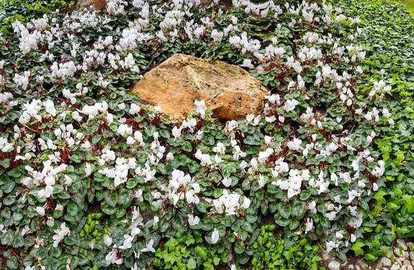 Gran Prado Hermosos Ciclamens Blancos Florecientes Alrededor Una Piedra Amarilla —  Fotos de Stock