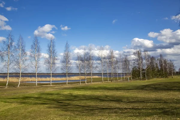 Paisagem Primavera Ensolarada Nas Margens Lago Kisezers Com Bétulas Jovens — Fotografia de Stock