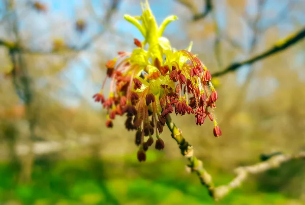 Flores Masculinas Arce Fresno Acer Negundo Parque Riga Primavera —  Fotos de Stock