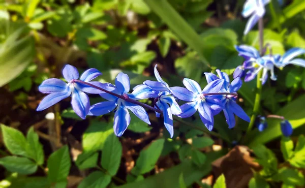 Belles Premières Fleurs Perce Neige Bleues Dans Forêt Printemps Primroses — Photo