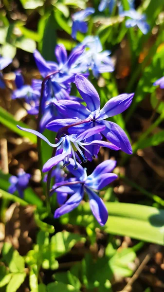 Belles Premières Fleurs Perce Neige Bleues Dans Forêt Printemps Primroses — Photo