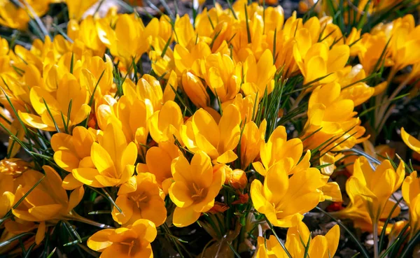 Beautiful Group Blooming Yellow Crocus Flowers Meadow Spring Time Макрофотография — стоковое фото