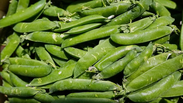 Spring Pods Young Green Peas Closeup Retail Display Farmers Market — Stock Photo, Image