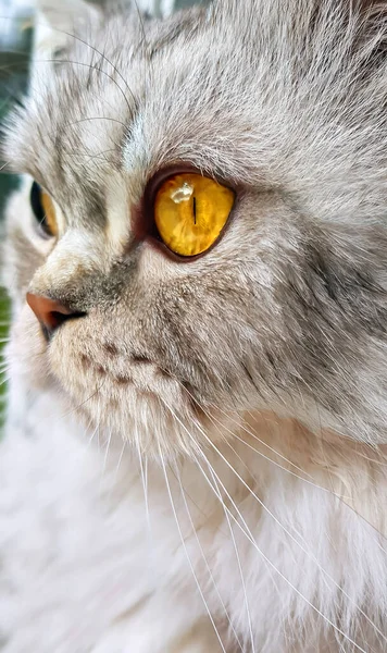 Güzel Gri Tüylü Sarı Gözlü Evcil Kedi Pencereden Dışarı Bakıyor — Stok fotoğraf