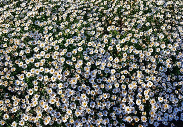 Wiosenna Łąka Pełna Kwitnących Białych Stokrotek Blasku Słońca — Zdjęcie stockowe