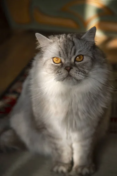 Retrato Hermoso Gris Esponjoso Gato Doméstico Con Ojos Amarillos Ambiente — Foto de Stock