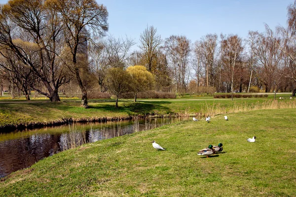 Paisagem Primavera Ensolarada Com Pequena Lagoa Com Pássaros Costa Cercada — Fotografia de Stock