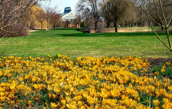 拉脱维亚里加胜利公园阳光普照的春景与盛开的黄色番红花 — 图库照片
