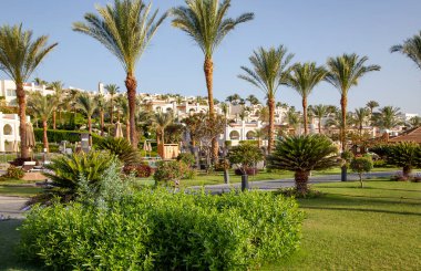Mısır 'da bir otelin arazisindeki uzun palmiyelerin arka planına karşı biçilmiş çimleri ve çiçekli çalıları olan güzel bir bahçe.