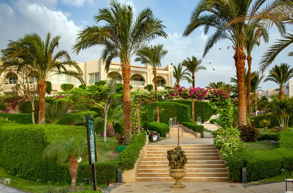 Mısır Bir Otelin Bölgesindeki Uzun Palmiyelerin Arka Planında Budanmış Çalılarla — Stok fotoğraf
