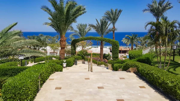 红海岸上的一家埃及酒店 以高大的棕榈树为背景 装饰美丽的草坪 — 图库照片