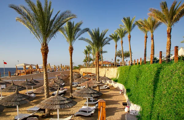 Spiaggia Con Lettini Ombrelloni Tra Palme Alte Vicino Alla Barriera — Foto Stock