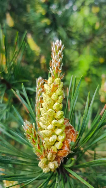 Inflorescence Fluffy Young Blooming Pine Cone Flowering Mediterranean Pine Springtime — Stock Photo, Image