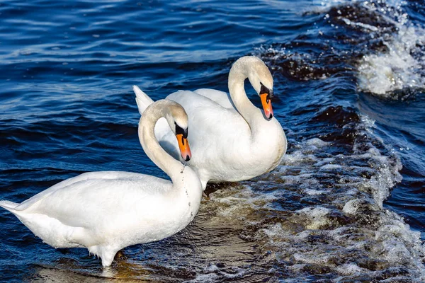 Pár Bílých Labutí Král Cygnus Olor Hledá Potravu Vodách Baltského — Stock fotografie