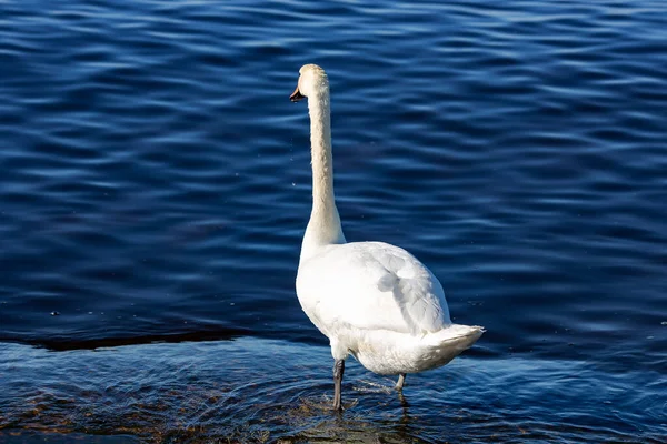 One White King Swan Cygnus Olor Stands Rocky Shore Waters — Stock Photo, Image