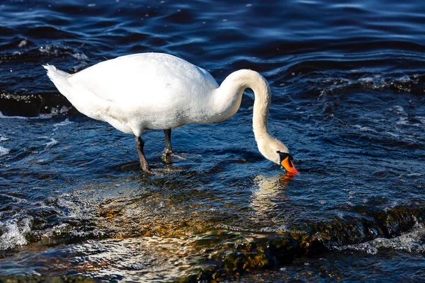 Rey Blanco Cygnus Olor Busca Comida Las Aguas Del Mar —  Fotos de Stock