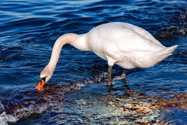 白の王白鳥シグナスの色は ラトビア リガのバルト海の水の中の食品を検索します — ストック写真