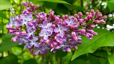 Bahar bahçesindeki leylağın pembe çiçeklerine bak..