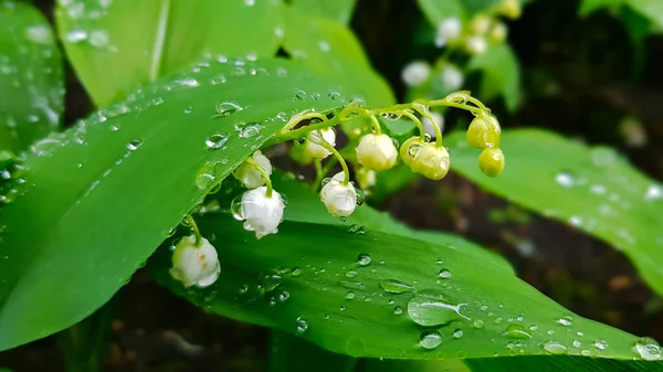 Gałąź Kwitnącej Lilii Doliny Kroplach Wody Deszczu Zbliżenie Wiosenna Lilia — Zdjęcie stockowe