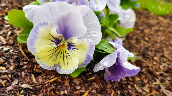 Jaune Lilas Fleurs Pâteuses Dans Jardin Après Pluie Gros Plan — Photo
