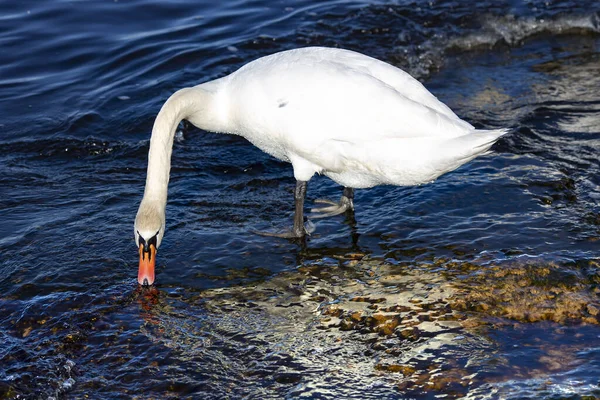 白の王白鳥シグナスの色は ラトビア リガのバルト海の水の中の食品を検索します — ストック写真