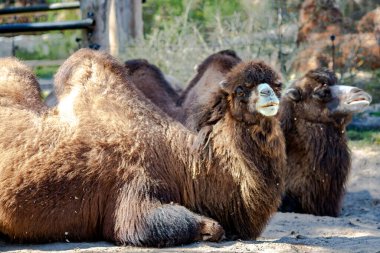 Bir çift Bactrian devesi ulusal parkta güneşli bir günde Camelus bactrianus