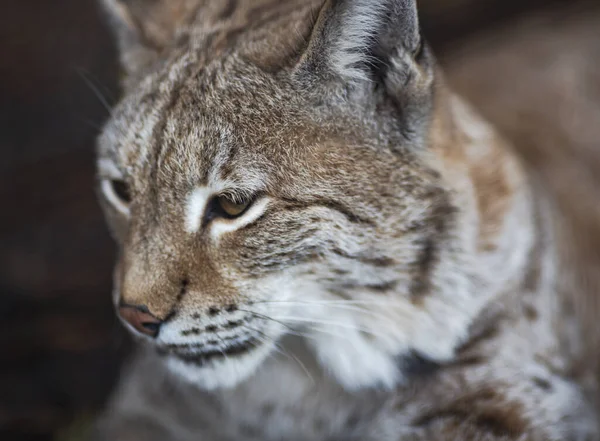 ラトビアのリガの国立公園内にあるユーラシア リンクスの肖像画 美しい捕食者野生の猫 — ストック写真