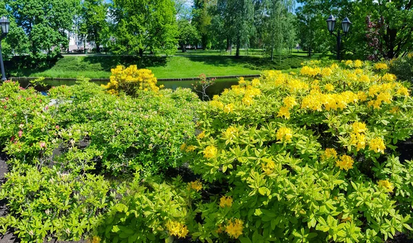 Panorama Kanału Ryskiego Tle Kwitnących Żółtych Rododendronów Pięknym Parku Kronvalda — Zdjęcie stockowe