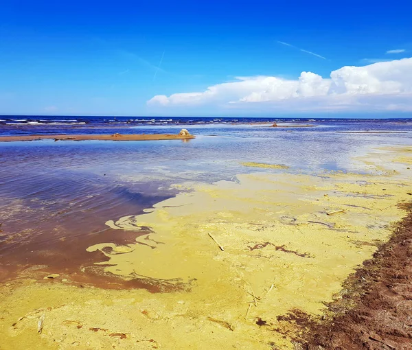 Yellow Pollen Flowering Pine Trees Coastal Waters Baltic Sea Vecaki — Stock Photo, Image