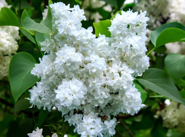 Bahar bahçesinde açan beyaz leylak çiçekleri. Yumuşak çiçekli bahar manzarası