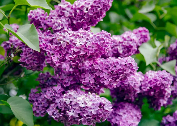 Фіолетові Бузкові Квіти Цвітуть Весняному Саду Весняний Пейзаж Ніжними Квітами — стокове фото