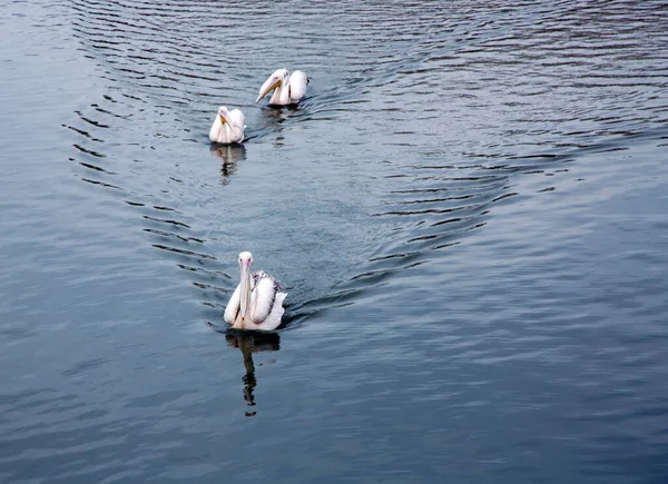 Flock Great White Pelicans Pelecanus Onocrotalus Also Known Eastern White — Stock Photo, Image