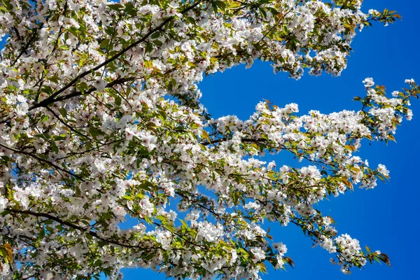 Branches Blossoming Apple Tree Blue Sky Bright Spring Day Blossom — Stock Photo, Image