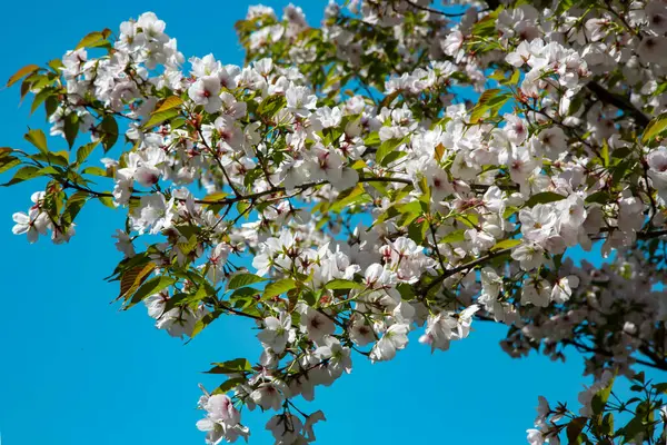 Branches Blossoming Apple Tree Blue Sky Bright Spring Day Blossom — Stock Photo, Image