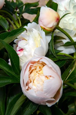 Güzel pembe şakayıklar yakın plan, seçici odaklanma. Pembe çiçek açan şakayık.