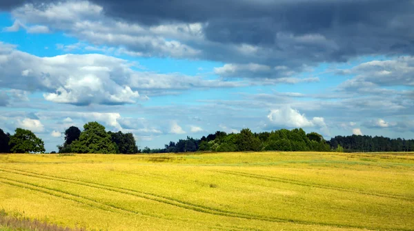 Naturskönt Lantligt Landskap Med Gult Raps Eller Rapsfält Ljusgul Rapsolja — Stockfoto