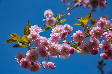 Pembe sakura kiraz çiçekleri Japonya 'da bahar mevsiminde dallanır. Ağaç dalında pembe çiçekler. Japon kirazı. Sakura çiçekleri yaklaşın..