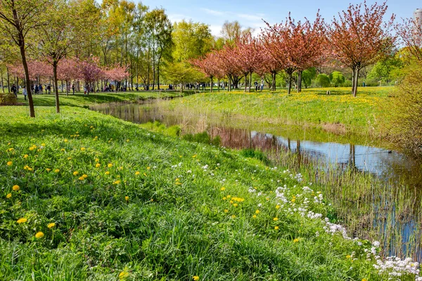 Latvia Riga April 2021 Roze Volbloeiende Sakura Bomen Het Vroege — Stockfoto