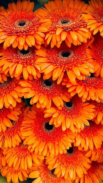 Group Bright Orange Gerberas Flowers Close Greeting Card Postcard — Stock Photo, Image