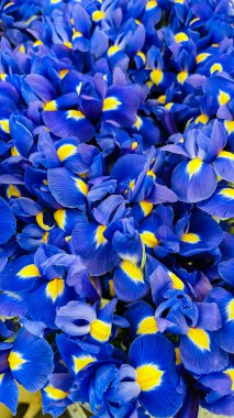 Big beautiful bouquet of Iris reticulata Alida close-up.  Atmospheric spring floral background.