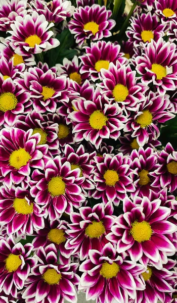 Букет Рожевих Білих Квітів Хризантем Жовтим Центром Крупним Планом — стокове фото