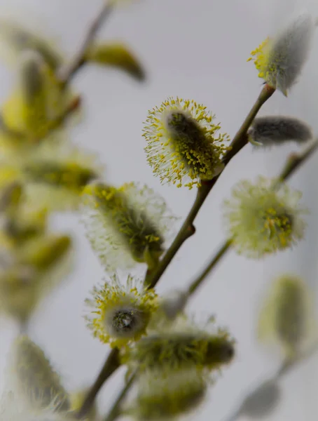 Willow Branch Yellow Spring Flowers Fur Seals Symbol Spring Easter — Stockfoto