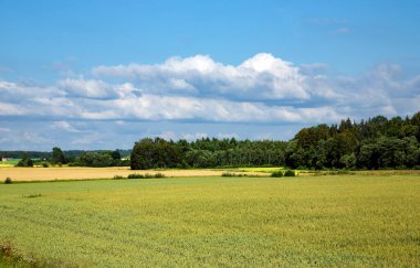 Olgunlaşan buğday tarlalarıyla manzaralı kırsal alan. Mavi gökyüzünün altında buğday kulakları